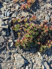 Androsace laevigata