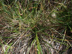 Carex mendocinensis