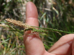 Carex mendocinensis