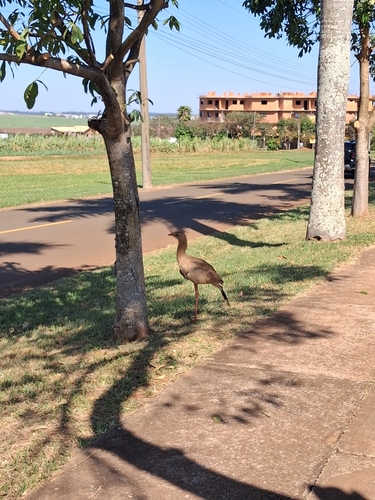Red-legged Seriema