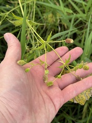 Ranunculus pensylvanicus