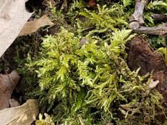 Rhynchostegium serrulatum