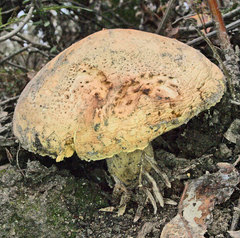 Amanita ochrophylloides