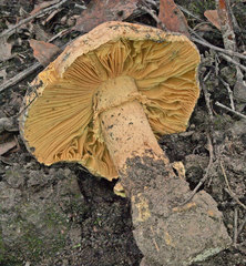Amanita ochrophylloides