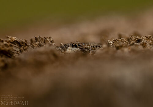 Tan Jumping Spider