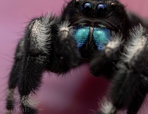 Bold Jumping Spider