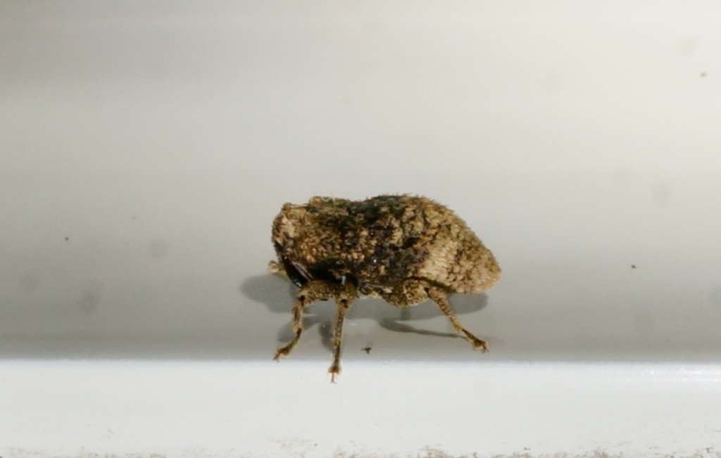 Tychanus vexatus