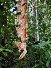 Heliconia vellerigera