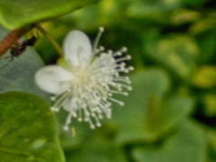 Eugenia reinwardtiana