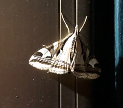 Agrioglypta excelsalis