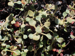 Eriogonum cedrorum