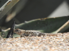 Sceloporus spinosus