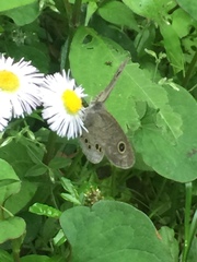 Ypthima argus