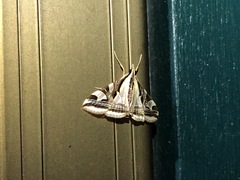 Agrioglypta excelsalis