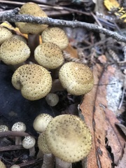 Armillaria limonea