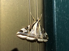 Agrioglypta excelsalis