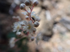 Holodiscus discolor cedrorum
