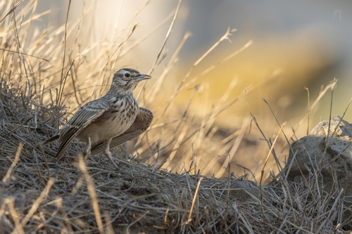 Crested Lark