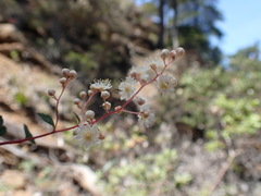 Holodiscus discolor cedrorum