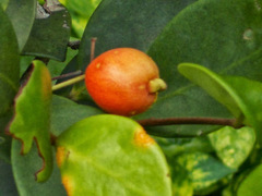 Eugenia reinwardtiana