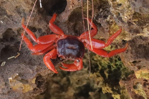 Geograpsus stormi observed 2026-08-21