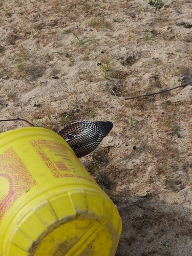 Indian Cobra