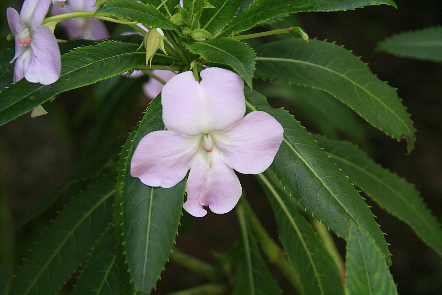 Impatiens sodenii