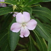 Shrub Balsam - Photo (c) leithallb, some rights reserved (CC BY-NC), uploaded by leithallb
