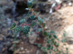 Holodiscus discolor cedrorum