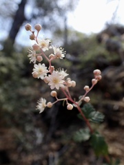 Holodiscus discolor cedrorum