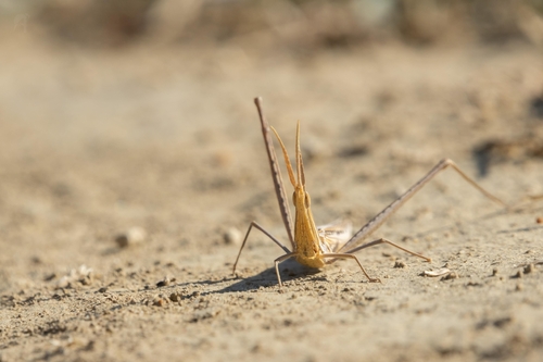 Mediterranean Slant-faced Grasshopper