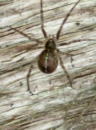 Steatoda castanea