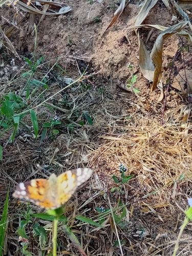 Painted Lady