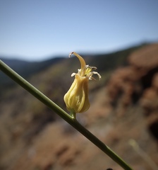 Streptanthus morrisonii