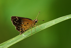 Astictopterus stellata mineni