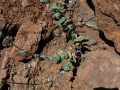 Streptanthus morrisonii