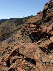 Streptanthus morrisonii