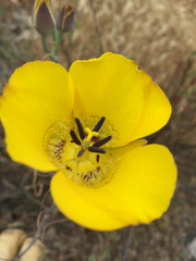 Calochortus clavatus
