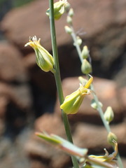 Streptanthus morrisonii