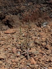 Streptanthus barbiger