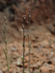 Streptanthus barbiger