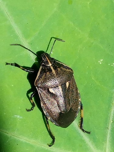 Jalla dumosa