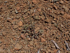 Streptanthus barbiger