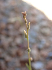 Streptanthus barbiger