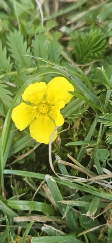common silverweed