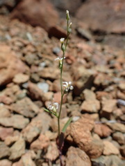 Streptanthus barbiger