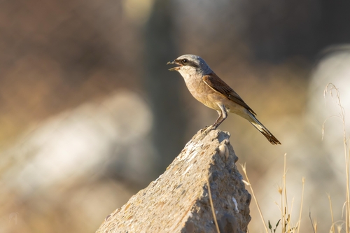 Red-backed Shrike