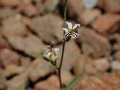 Streptanthus barbiger