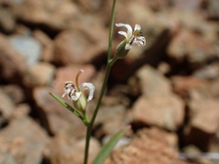 Streptanthus barbiger