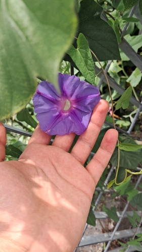 oceanblue morning glory